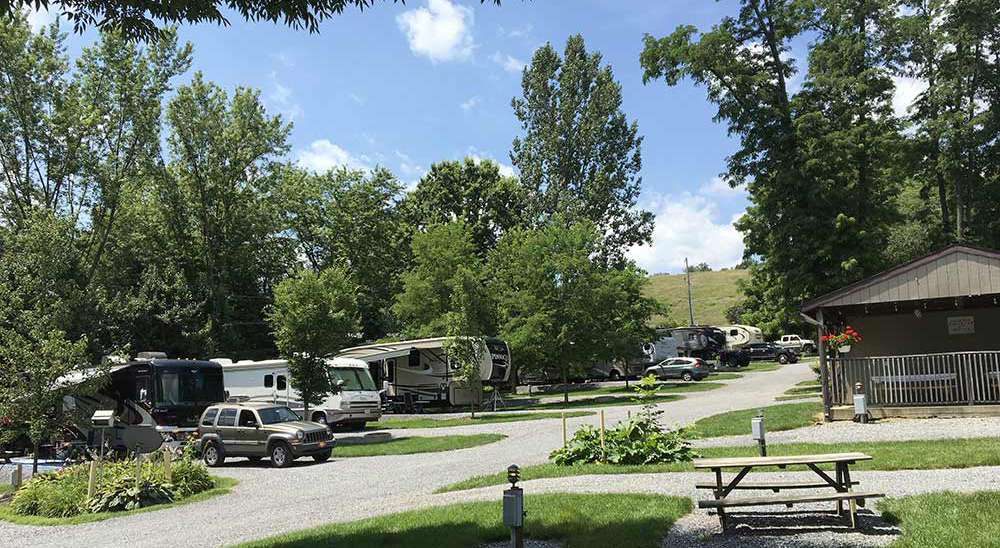 RVs parked under tall trees.