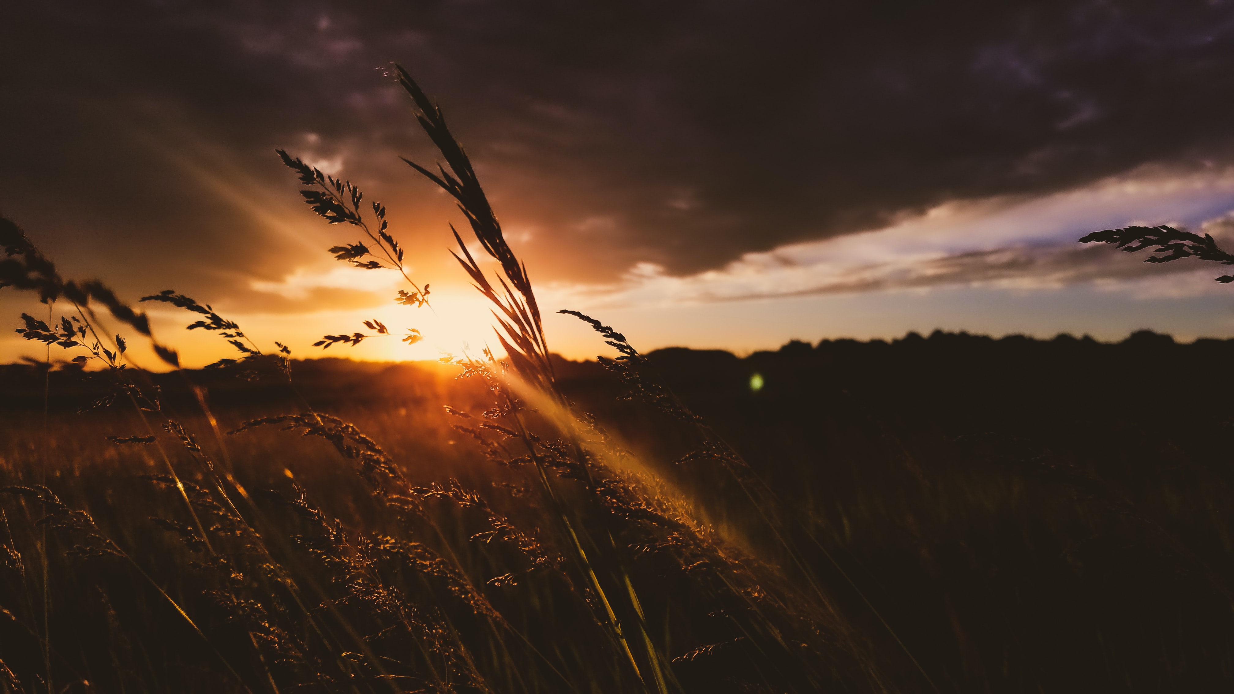 wheat waving in wind during South Dakota sunset