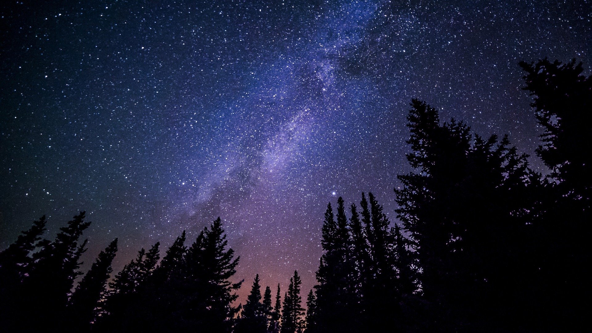 Milky Way in a dark forest sky.