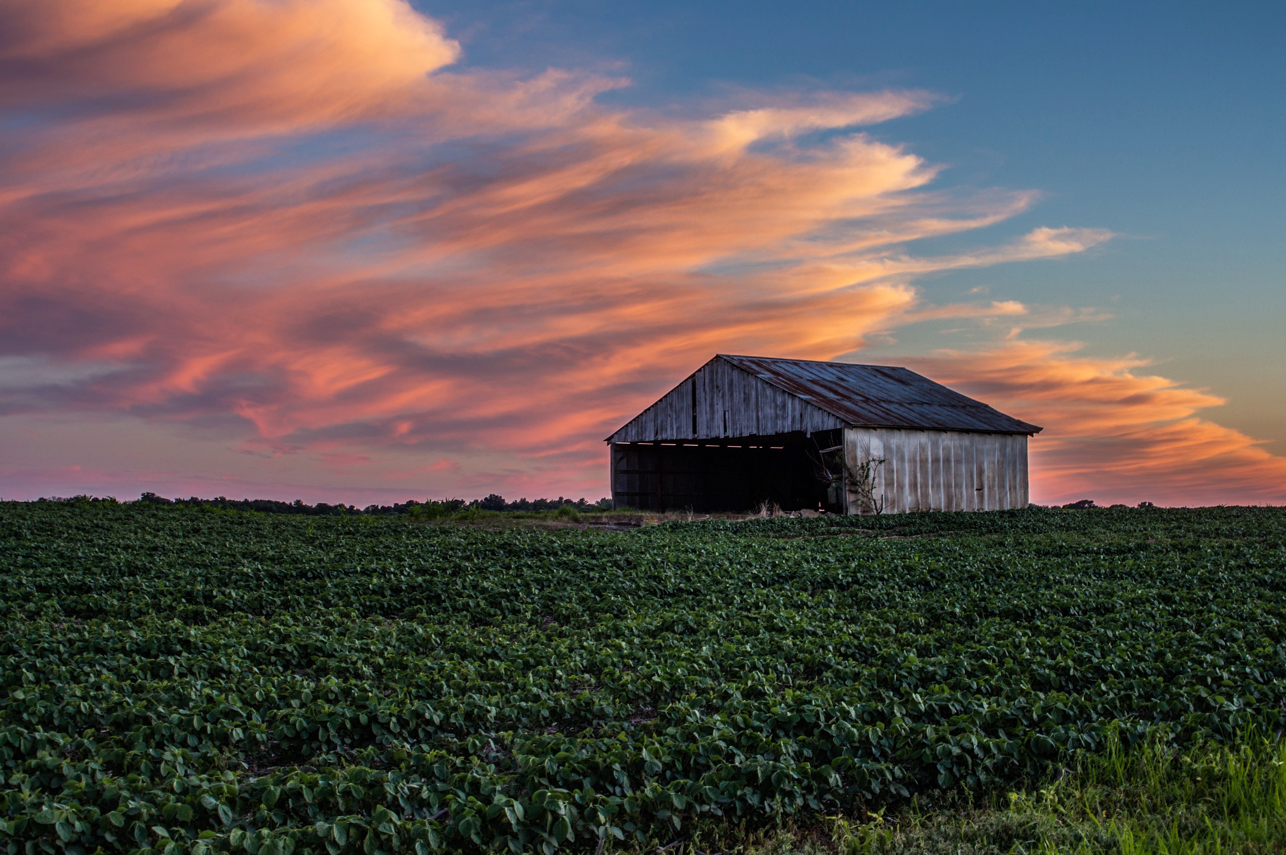 Vivid sunset, partially dilapidated barn, and soybeans in the foreground.