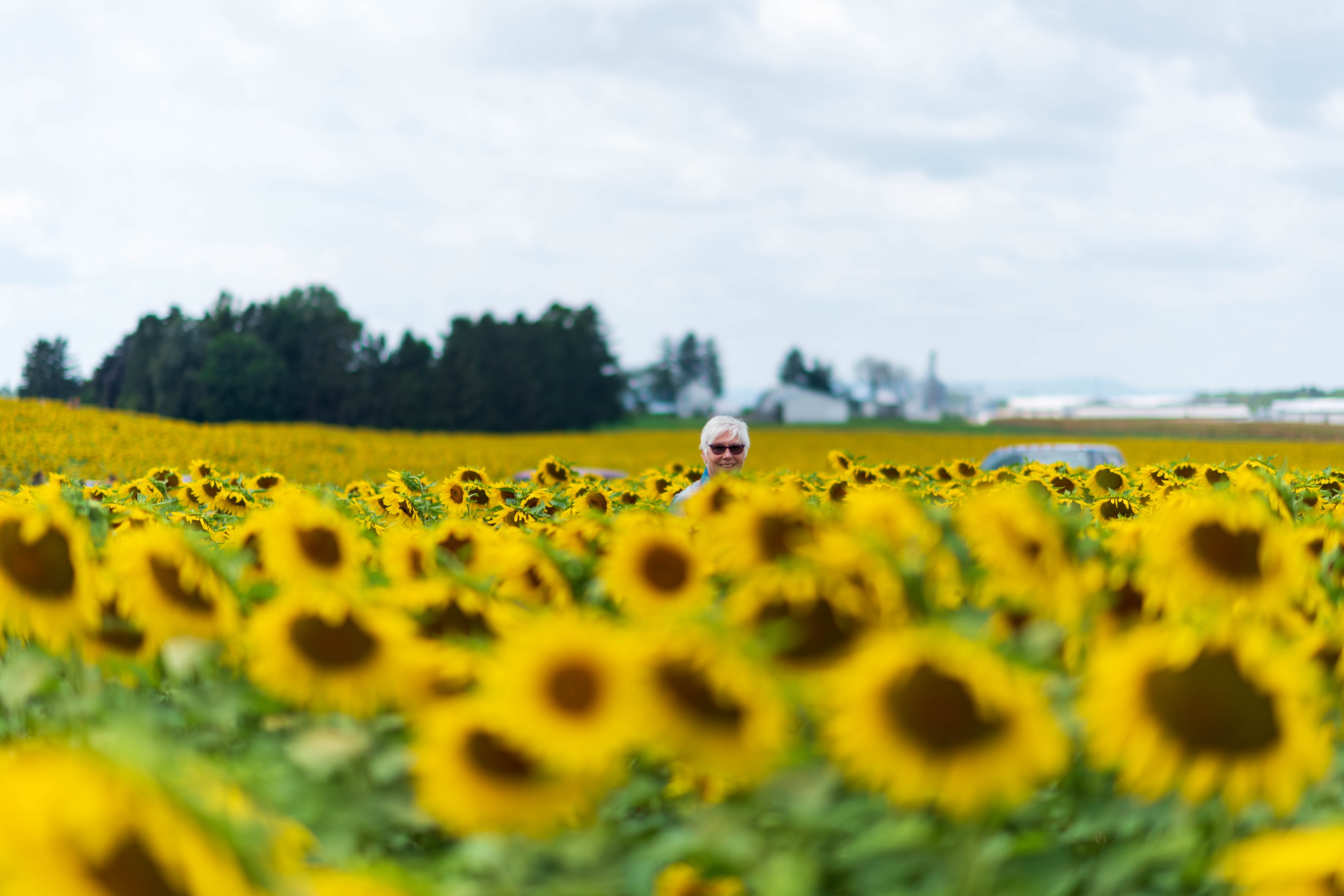 Woman in a sea of sunflowers