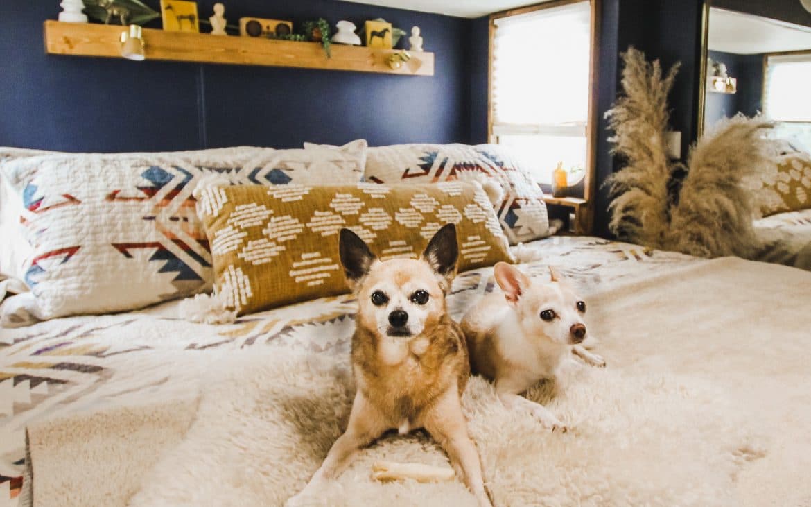 Two Dogs on a Bed.
