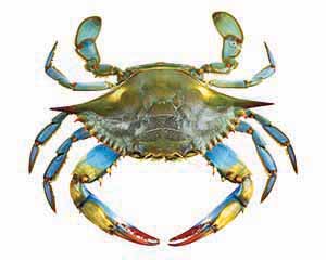 A blue crab against a white background