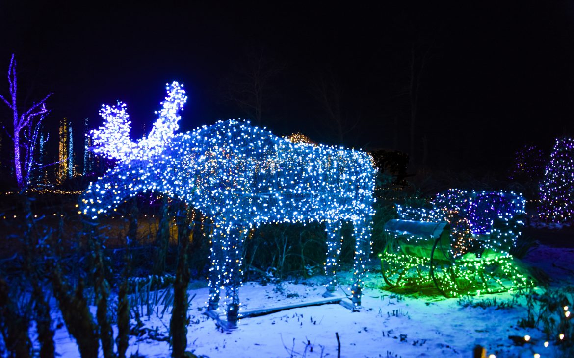 Fake moose decorated in blue Christmas holiday lights in Maine