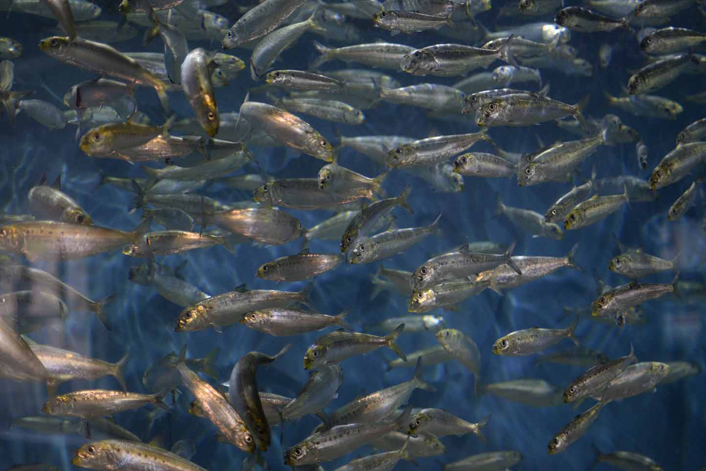 Densely crowded school of fish in aquarium.