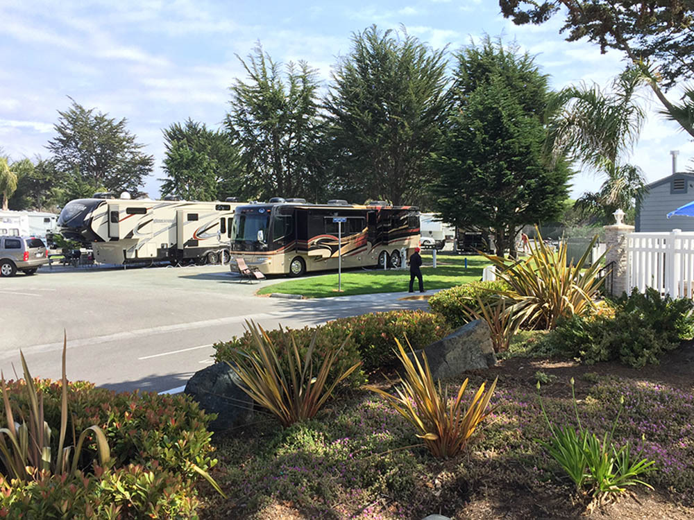 RVs parked on blacktop with cypress trees in the background.