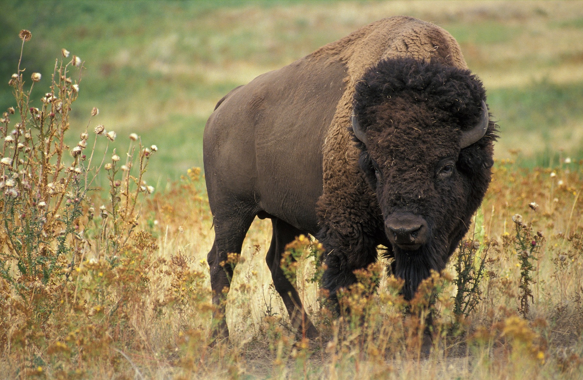 Bison in tall grass