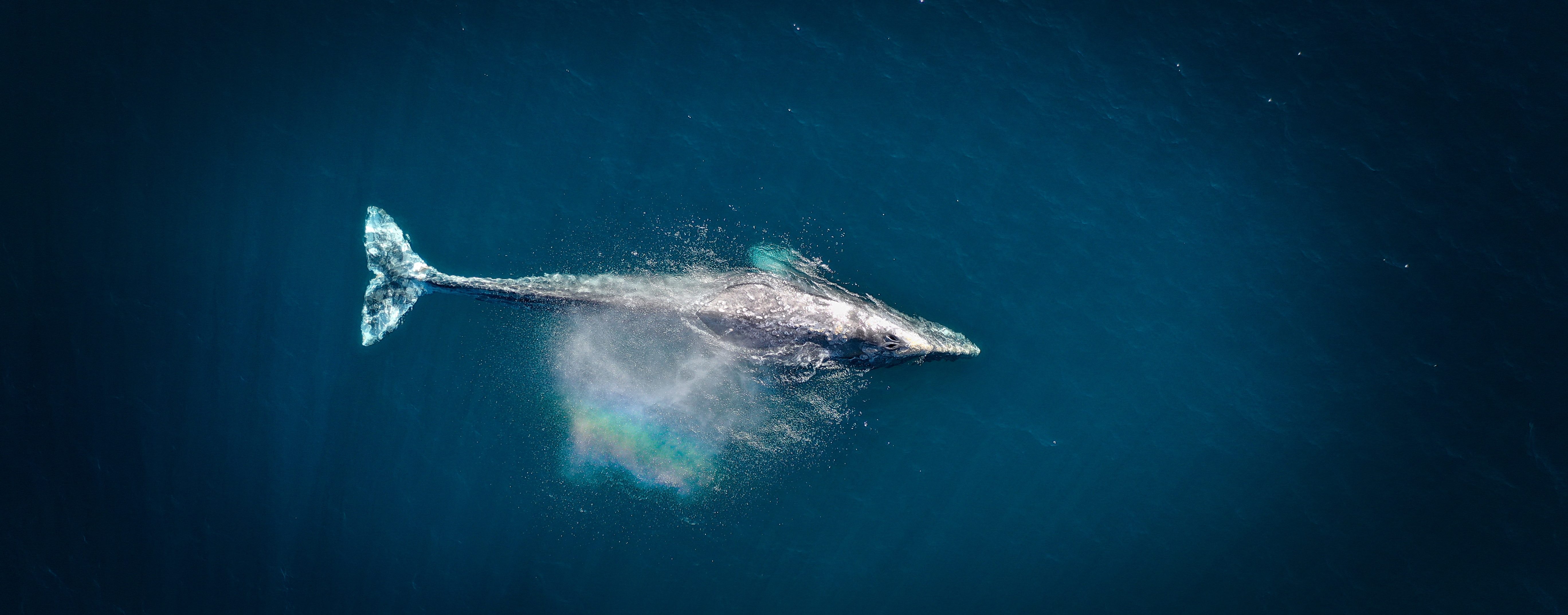 A gray whale just beneath the surface.
