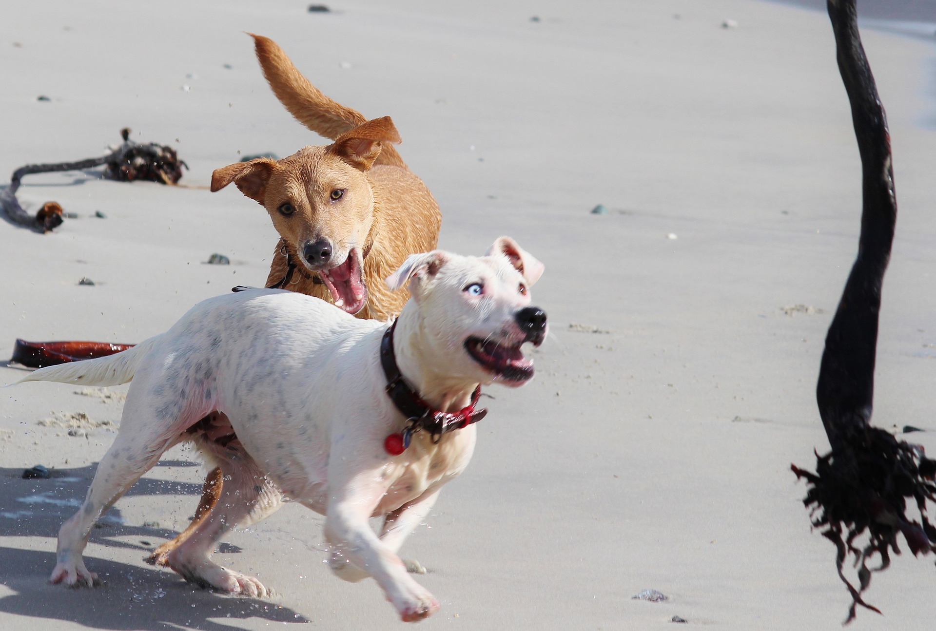 A pair of dogs frolic on the beach.