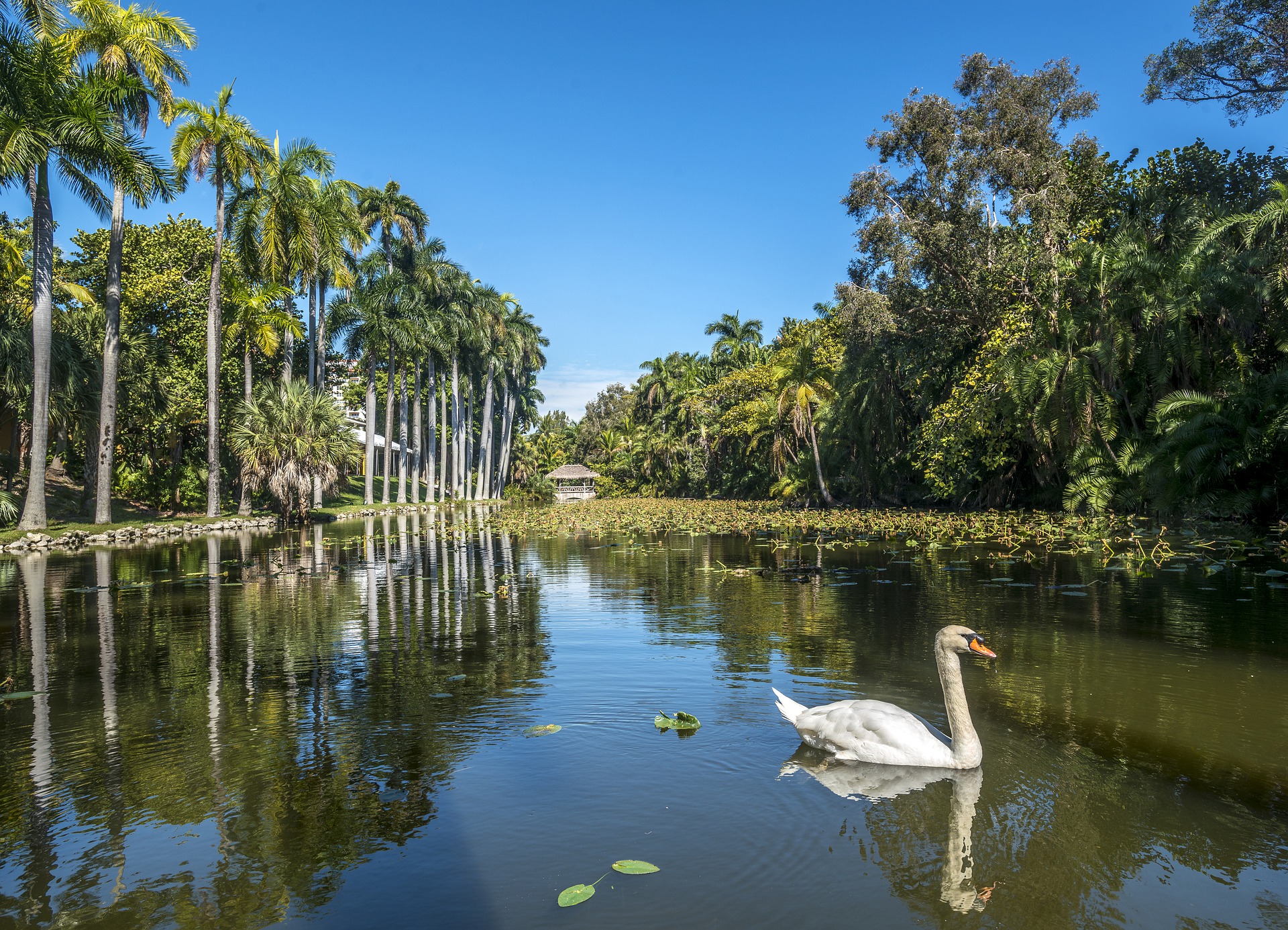 southern hospitality and warm temperatures, Swan swimming in a canal
