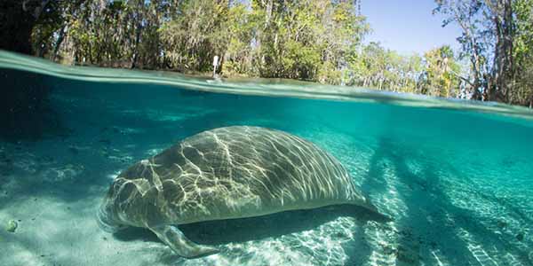 A large manatee in the river