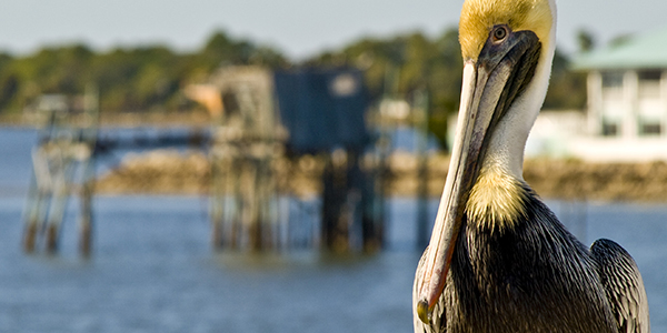 A pelican on the docks