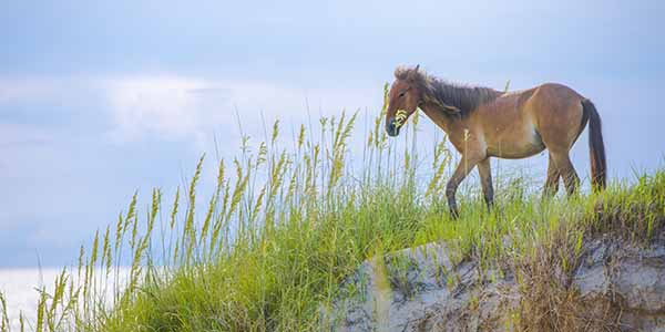 A beautiful wild horse on the Outer banks of North Carolina, USA.