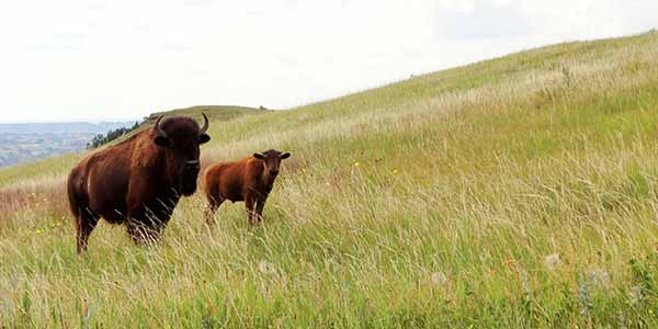 National Parks - North Dakota - Theodore Roosevelt NP - bison