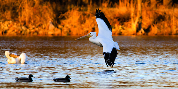 Apellican lines up for a landing at the Oxley Nature Center in Tulsa, Oklahoma