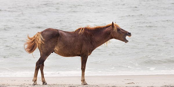 Assateague Wild Pony on the beach