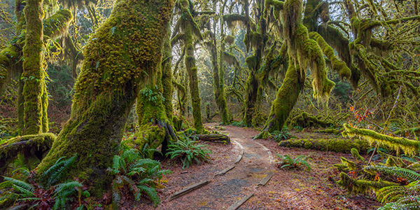 A path in the fairy green forest. The forest along the trail is filled with old temperate trees covered in green and brown mosses.