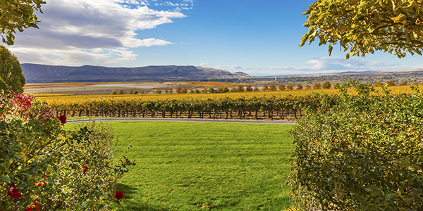 Yellow Vines Grapes Fall Vineyards Red Mountain Benton City Washington