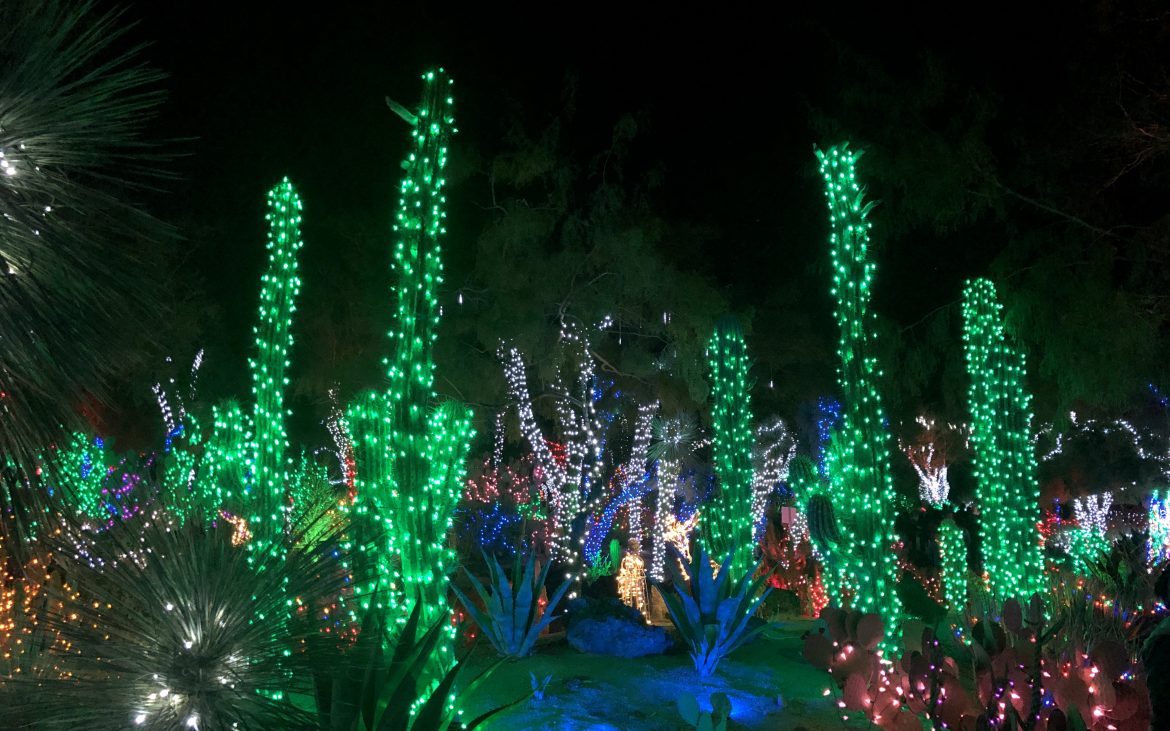 Cactus bedecked with holiday lights. 