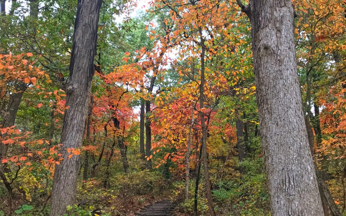 Orange and yellow leaved trees and wooden staircase at Starved Rock State Park, Oglesby in October