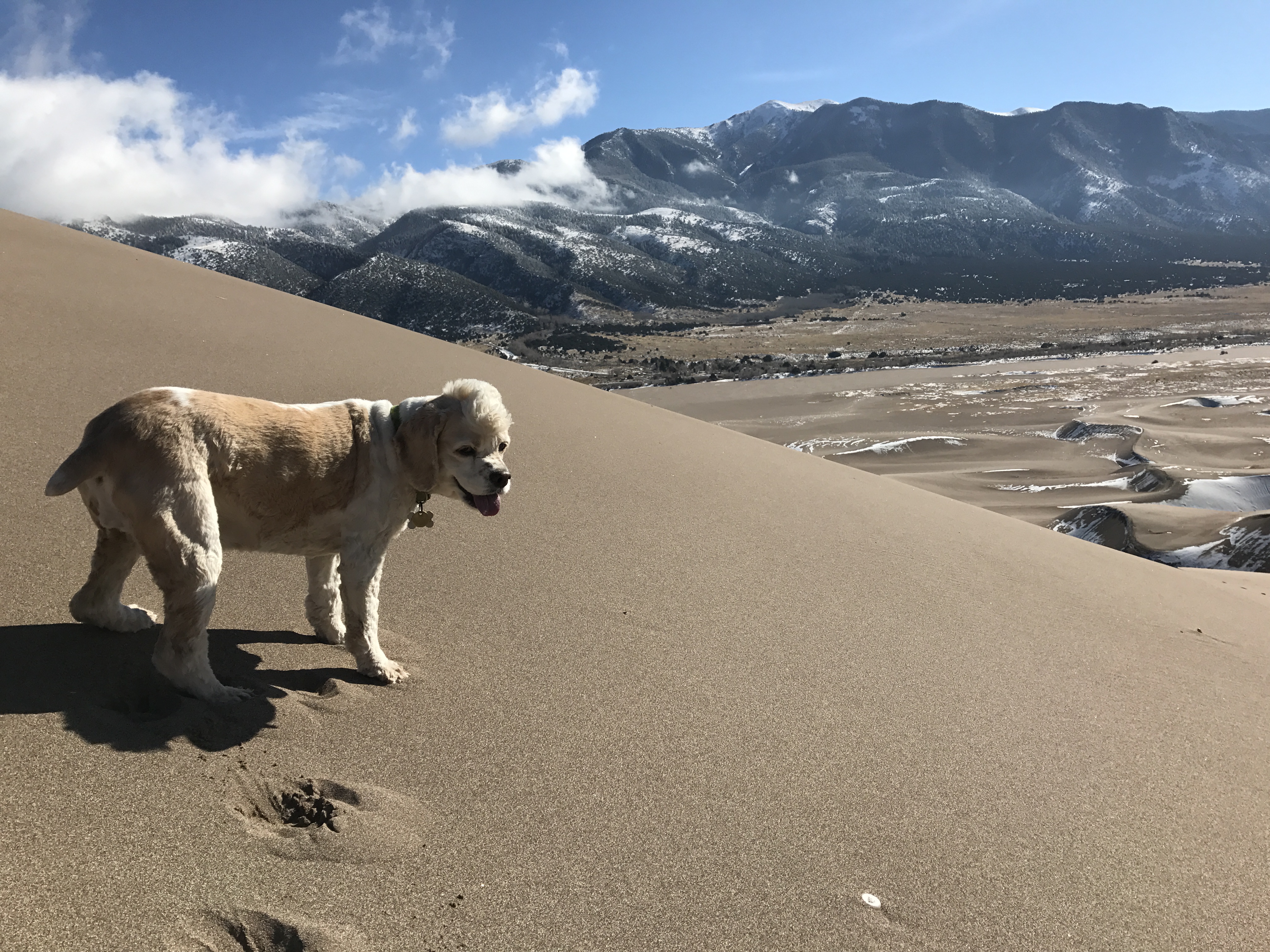 A dog traverses a dune.