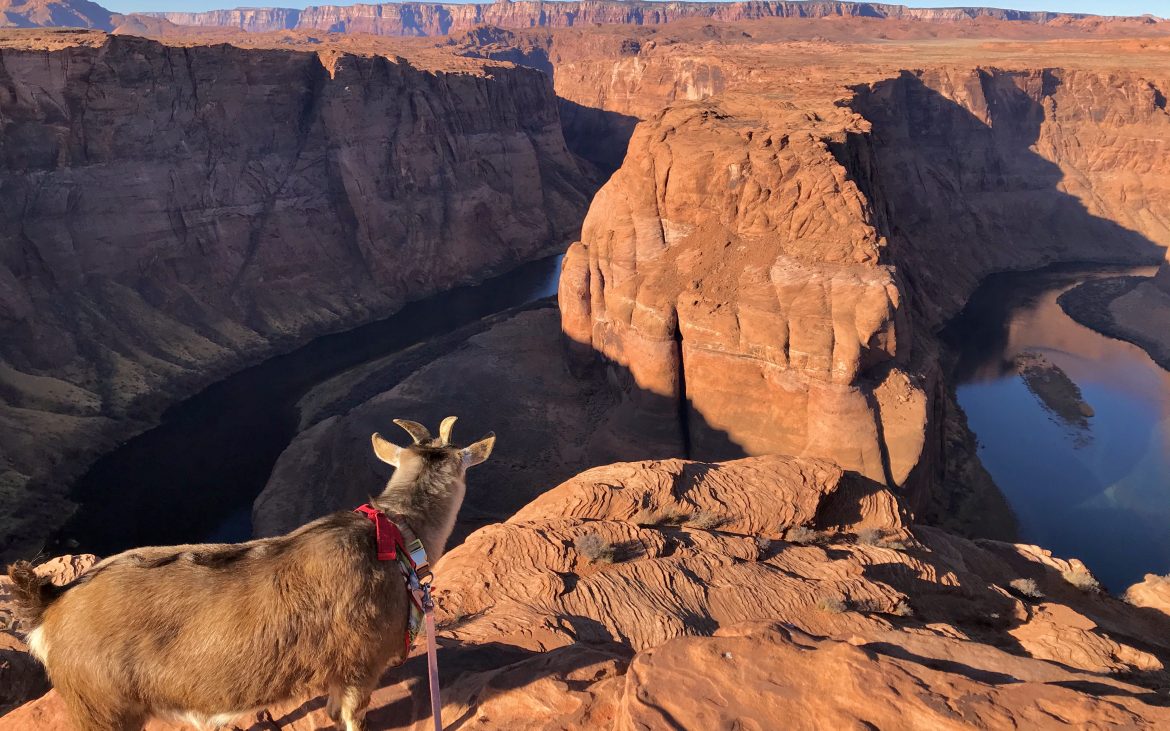 Goat overlooks deep canyon