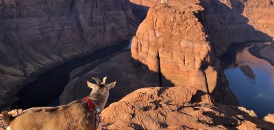Goat overlooks deep canyon