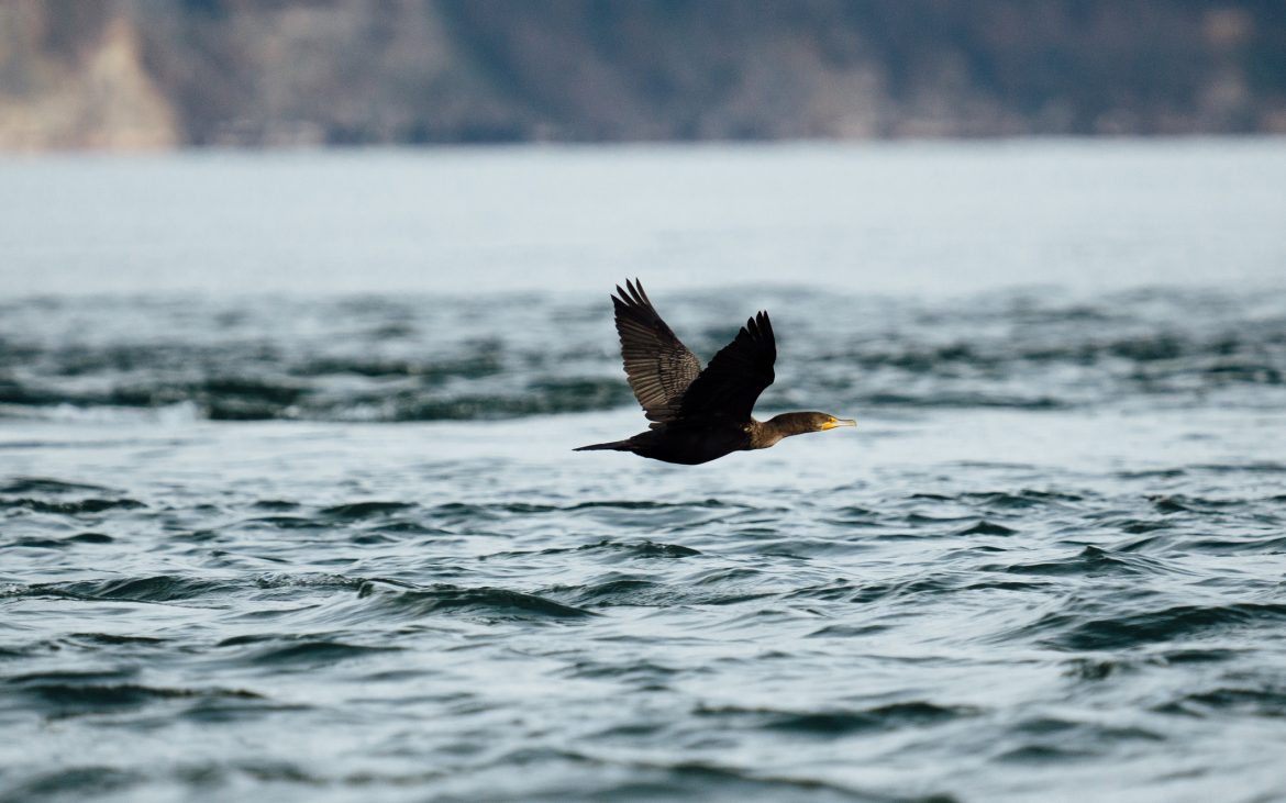 Side view of a Double-Crested Cormorant flying about the Salish Sea