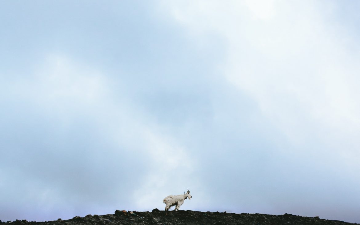 Cloudy day with big horn sheep atop a hill at Glacier National Park