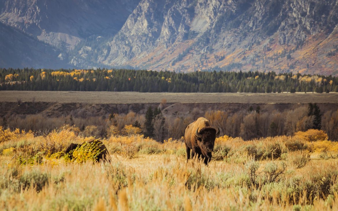 Buffalo at Grand Teton National Park