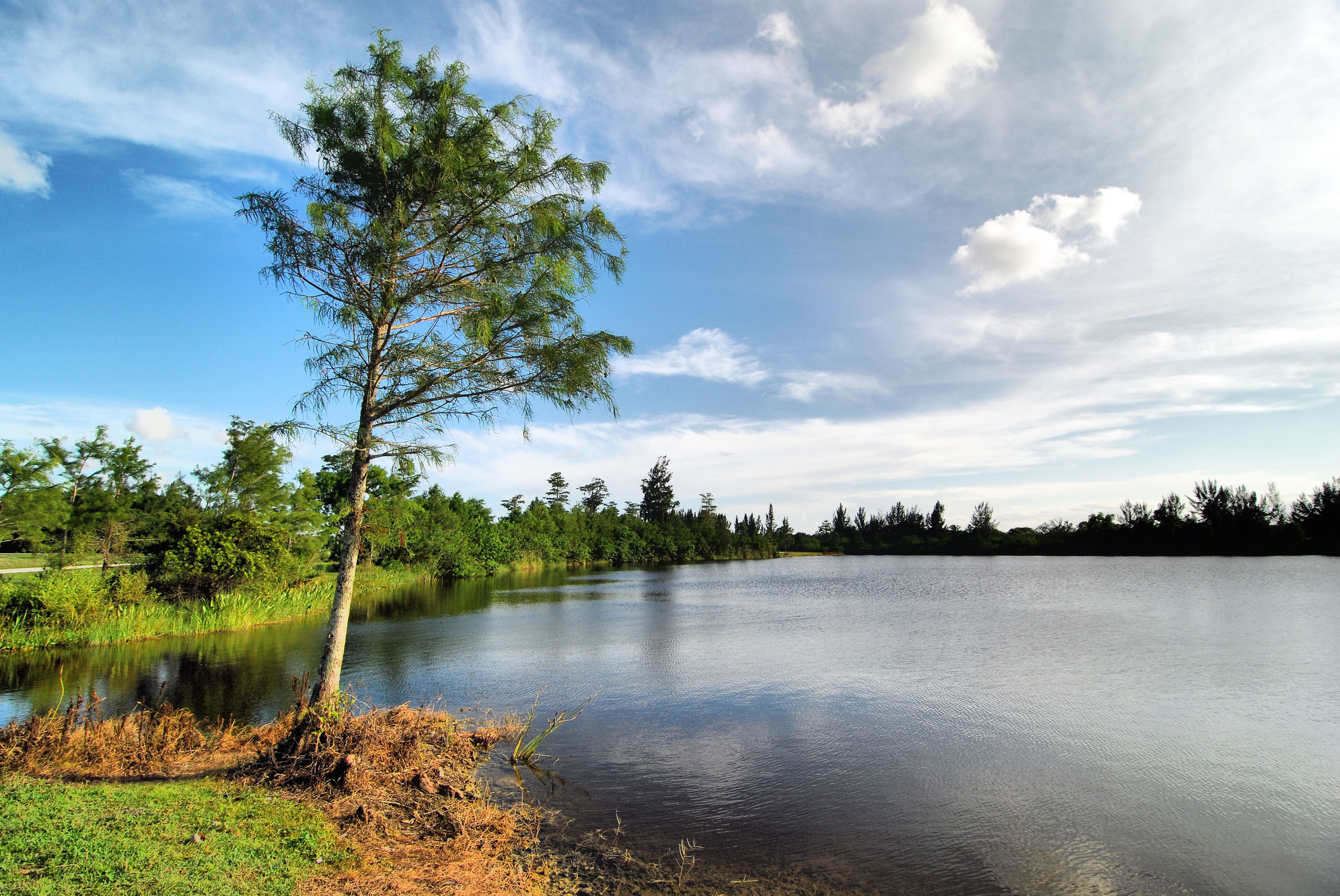 A lone pine tree casts shade over a small lake.