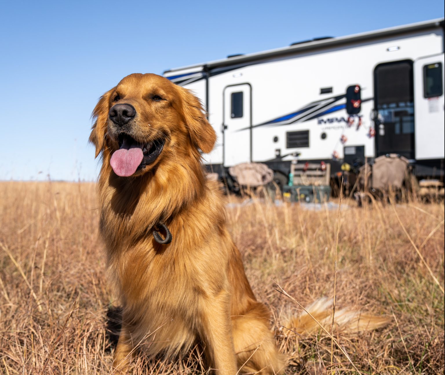 Having pets in an RV can be great, but there is a price to pay Good Sam