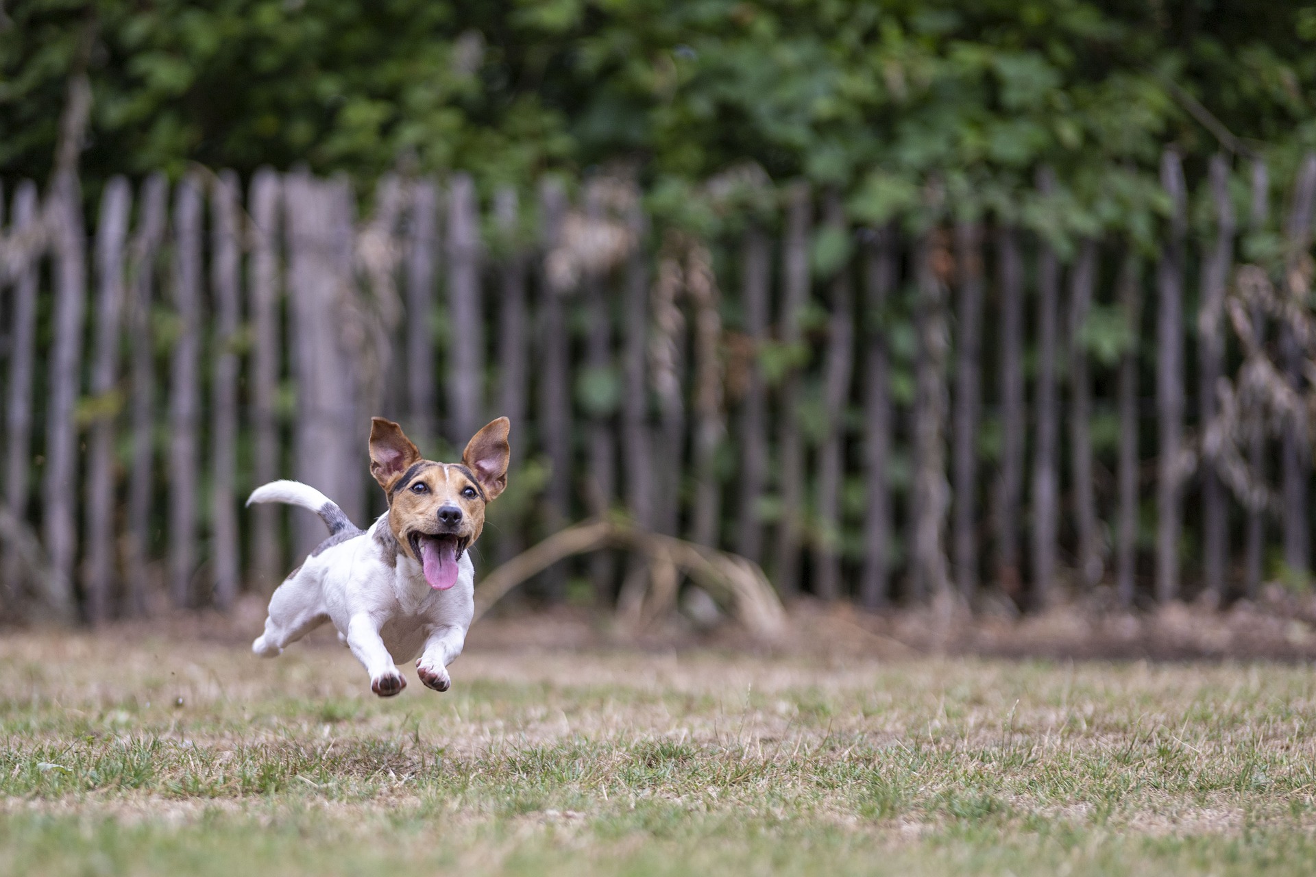 Jack Russel Terrier running across grassy field.