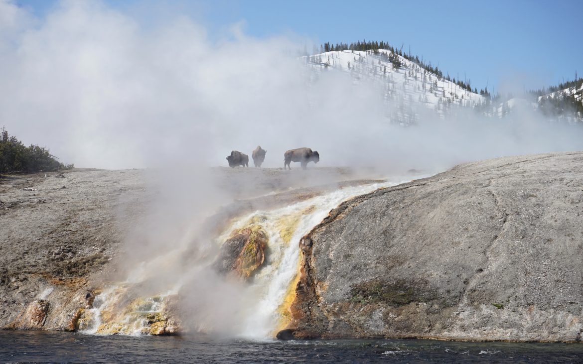 bison, volcano waterflow at Yellowstone