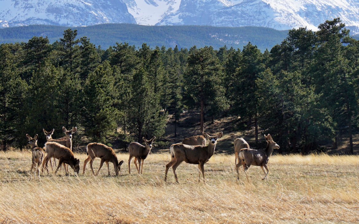 Deer roaming at Rocky National Park with pine trees in background