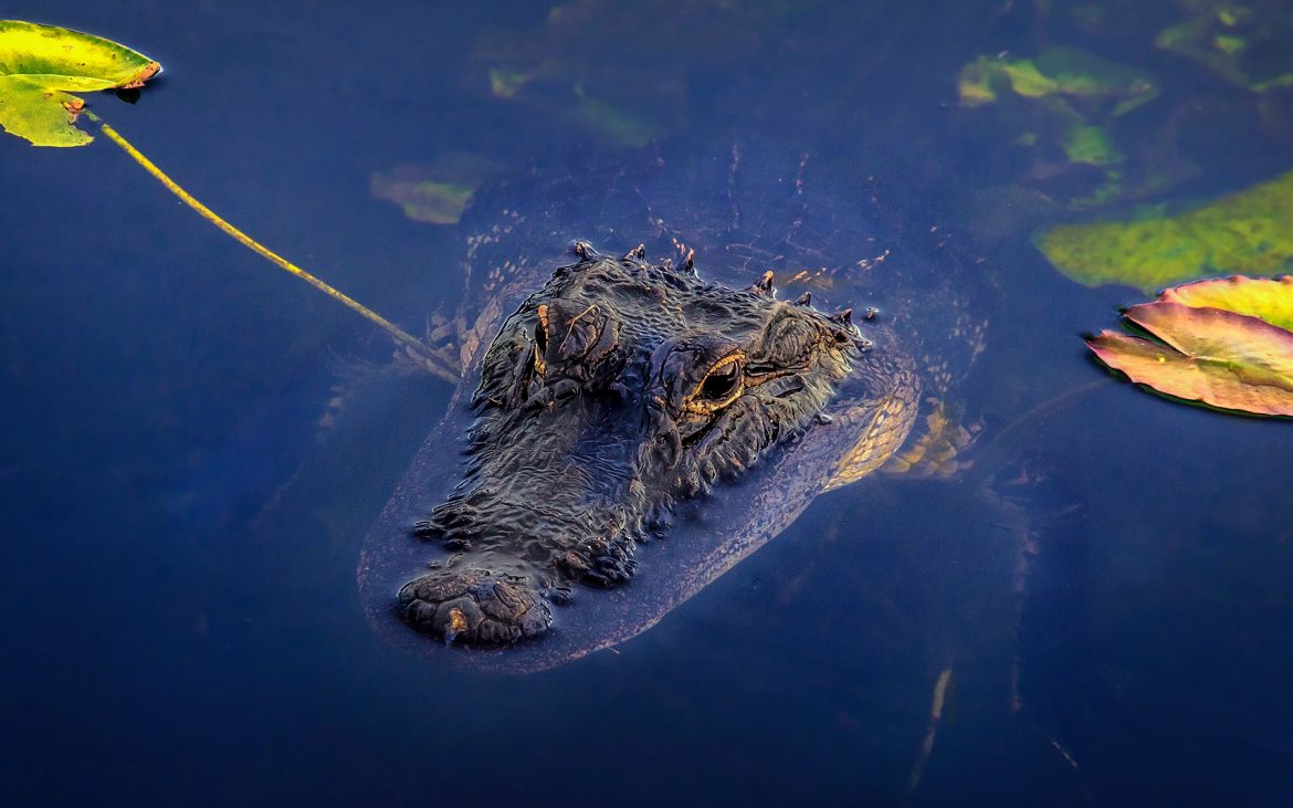 alligator floating in water with head on surface with yellow leaves