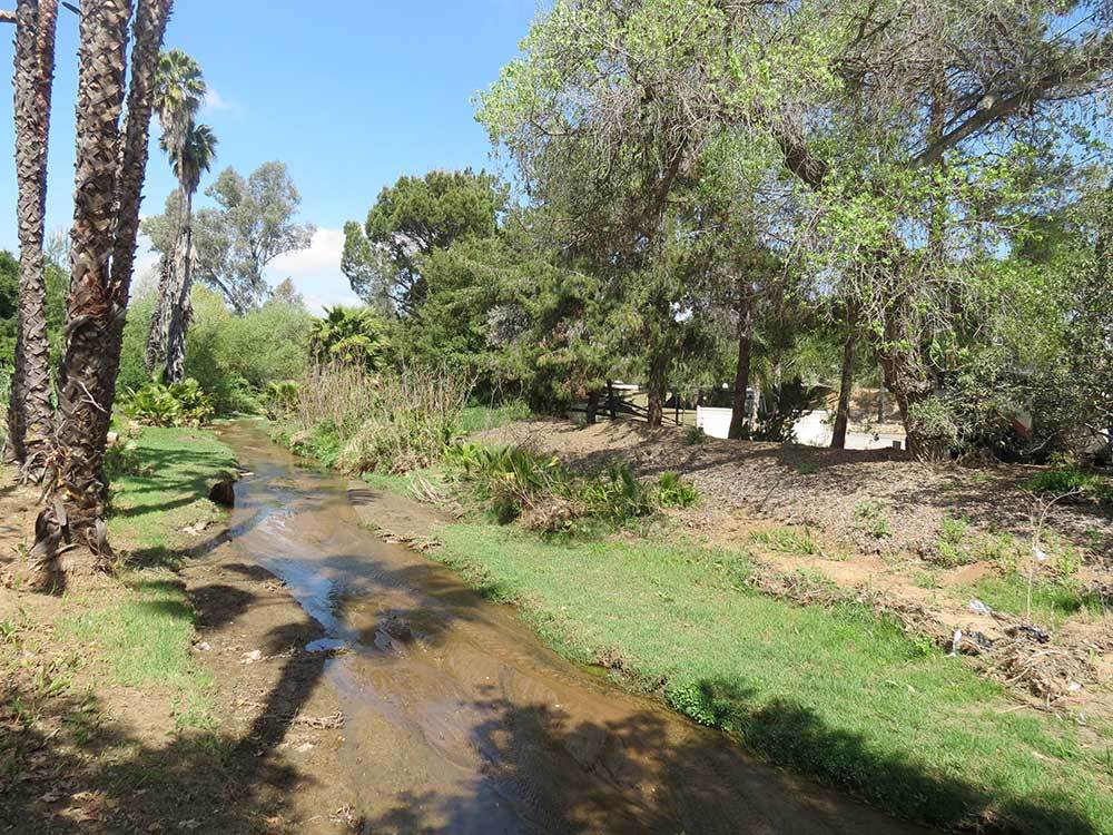 Stream with grassy banks on each side under palm trees.