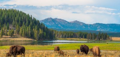 Buffalos graze on a grass meadow as forested mountains loom in distance.