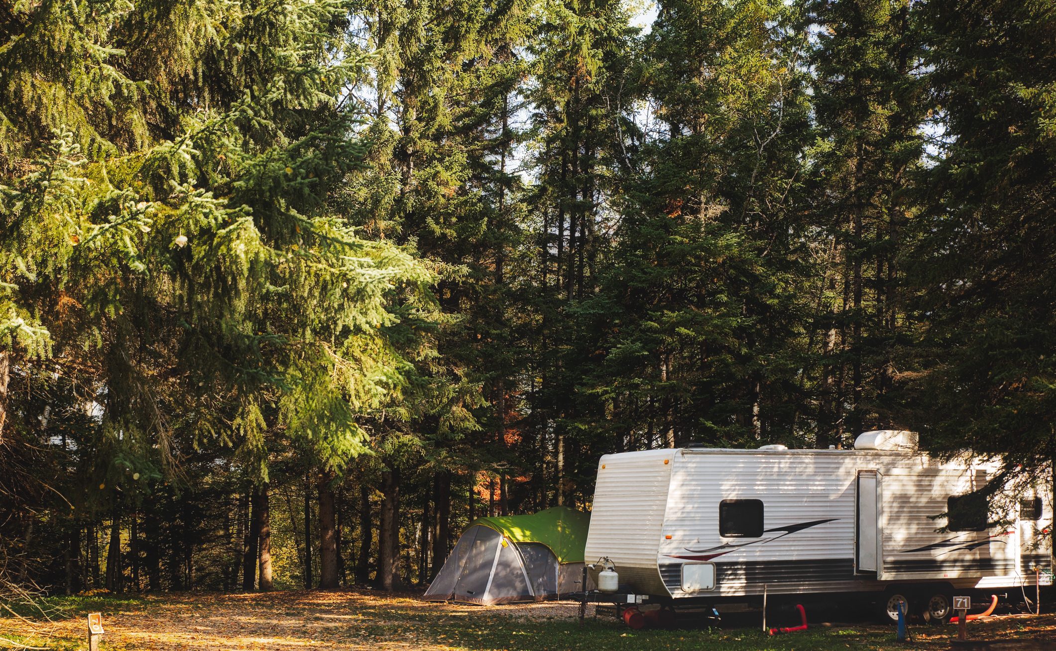 Travel Trailer parked under towering evergreen trees.