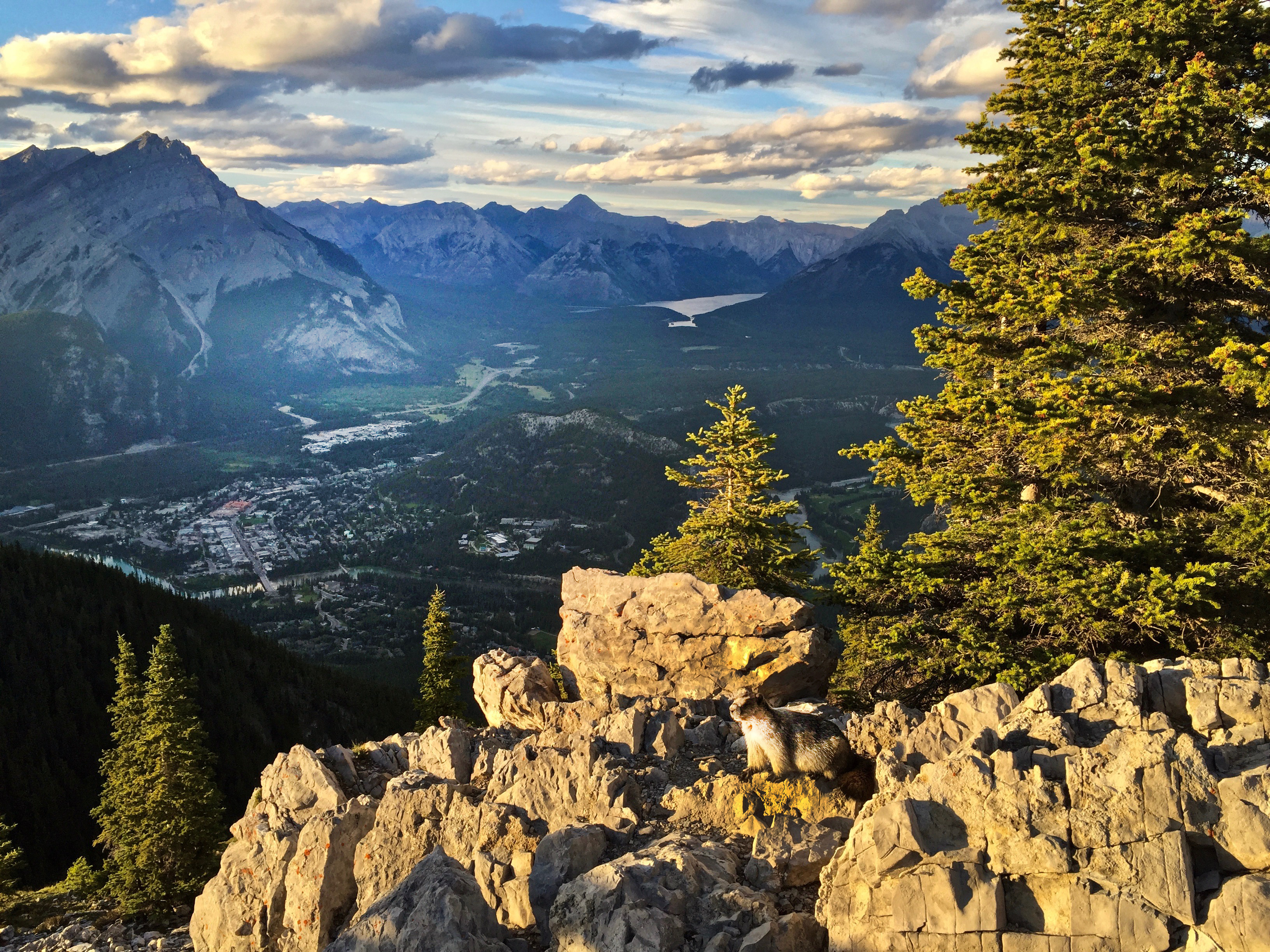 Marmot in foreground of promontory overlooking a town.