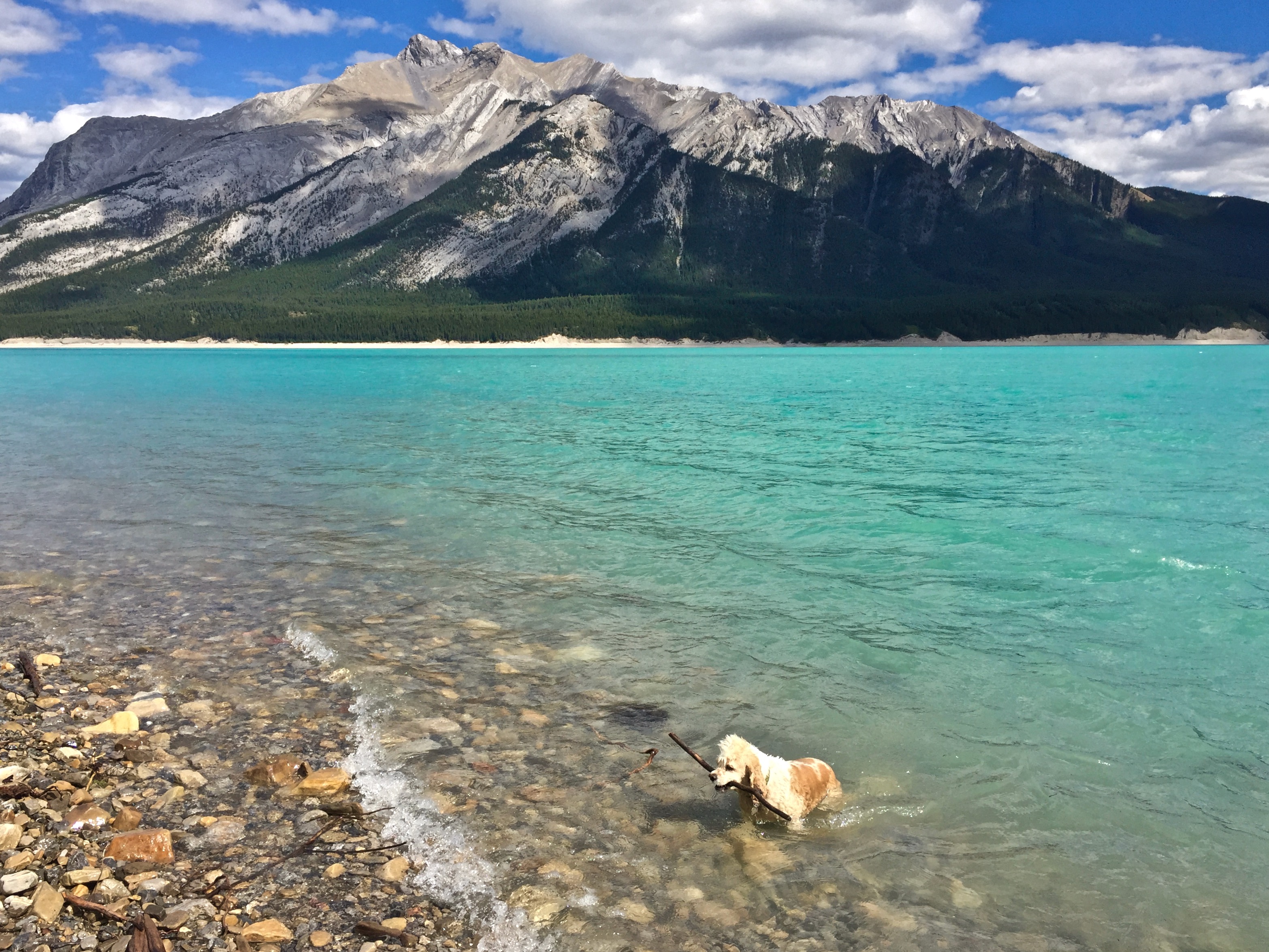 A dog emerges from the aqua-colored waters of a glacial lake.