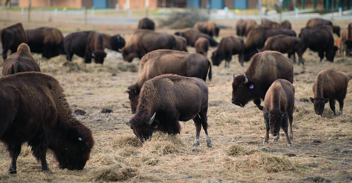 Bison grazing in a vast field of hay.