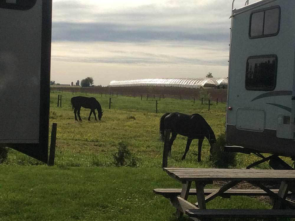 A pair of horses graze on grass growing outside of an RV park.