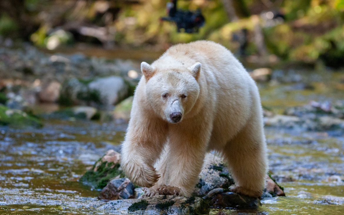 A spirit bear hunts for salmon in a creek in the Great Bear Rainforest 