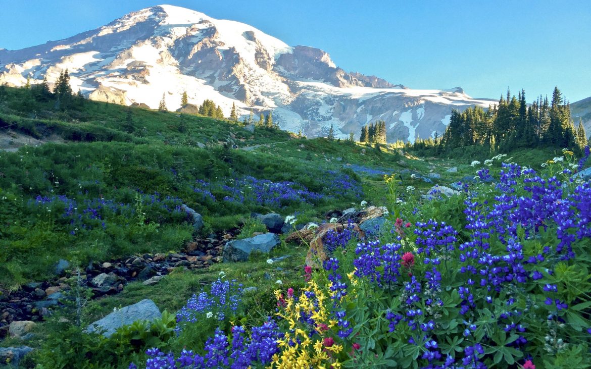 Majestic snow-capped mountain looms over slopes covered in blue and yellow wildflowers.