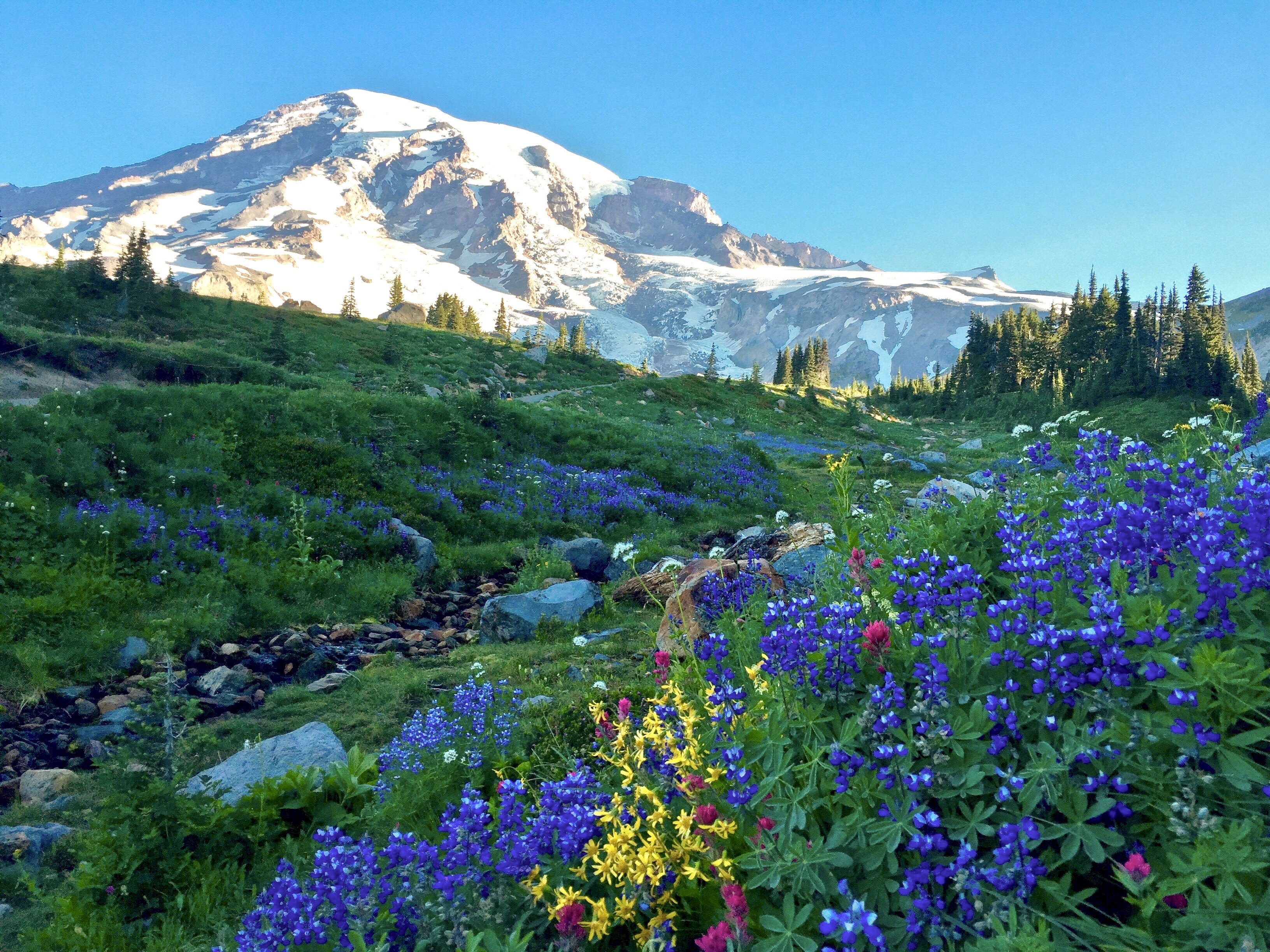Majestic snow-capped mountain looms over slopes covered in blue and yellow wildflowers.