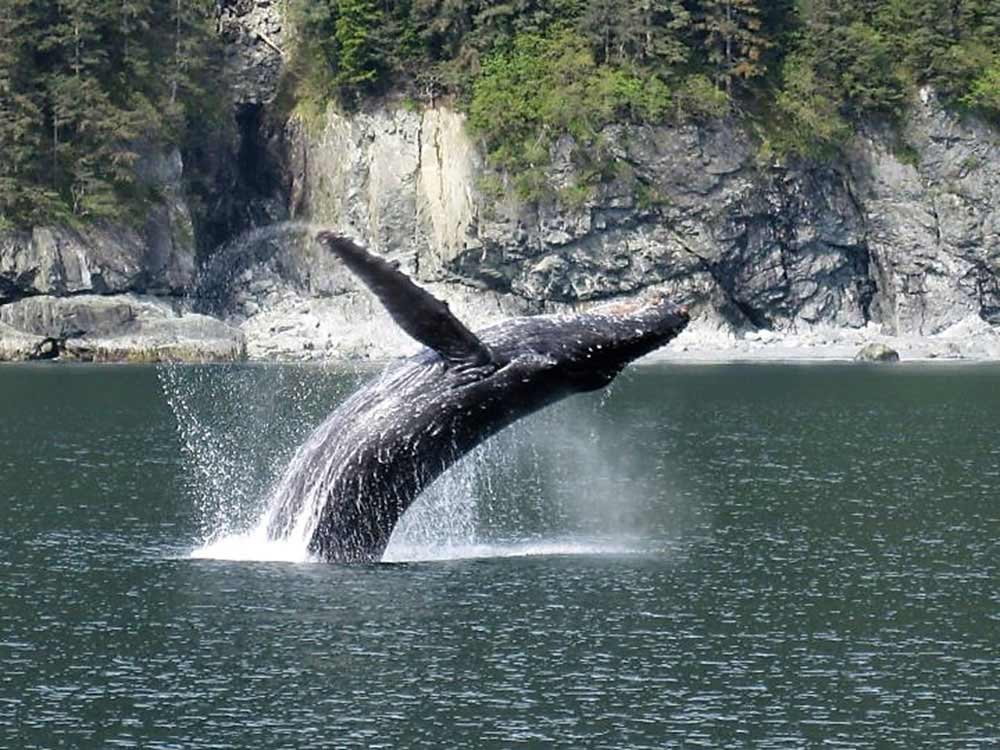 A humpback whale surges out of the water in a dramatic breach