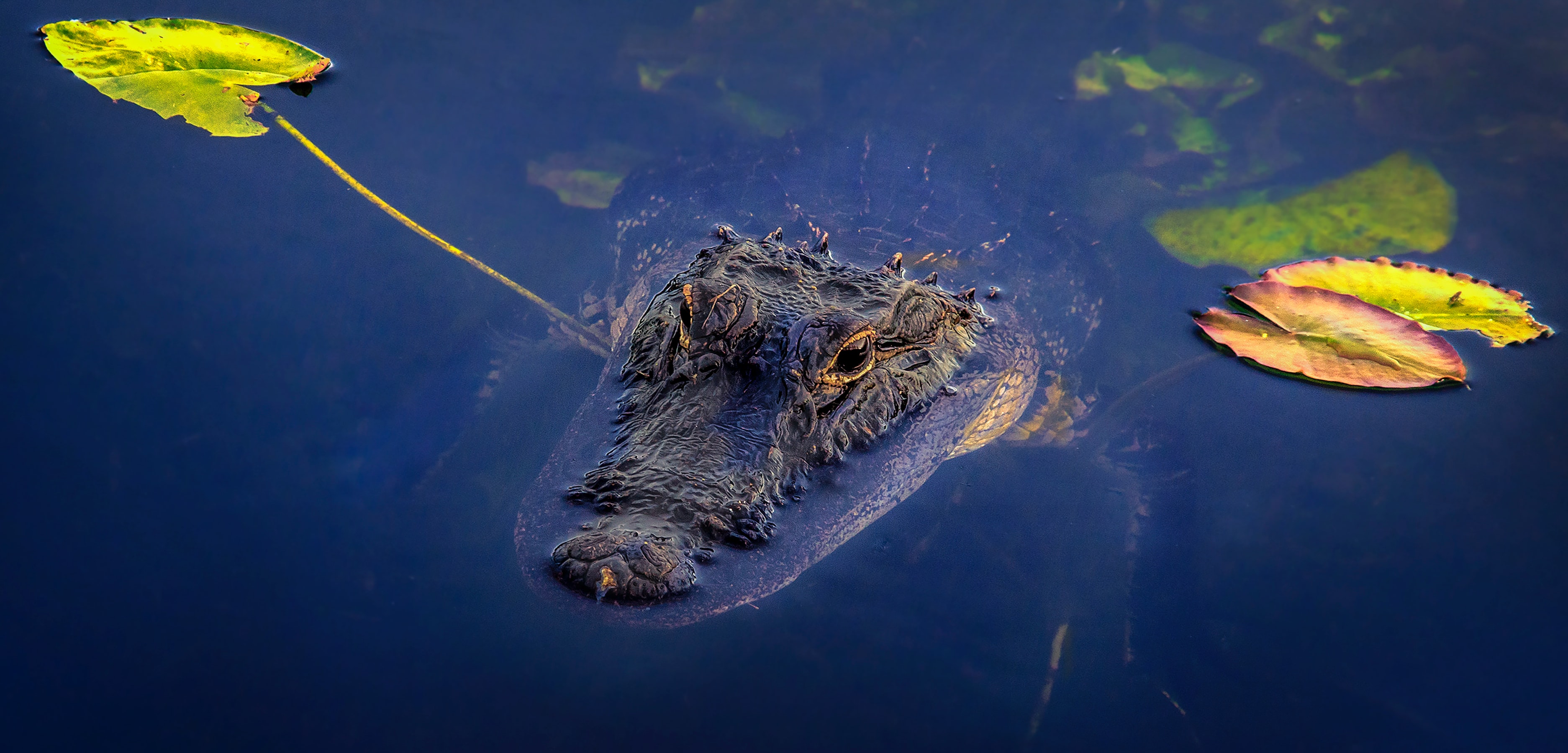 Gator surfaces with beedy eyes. 