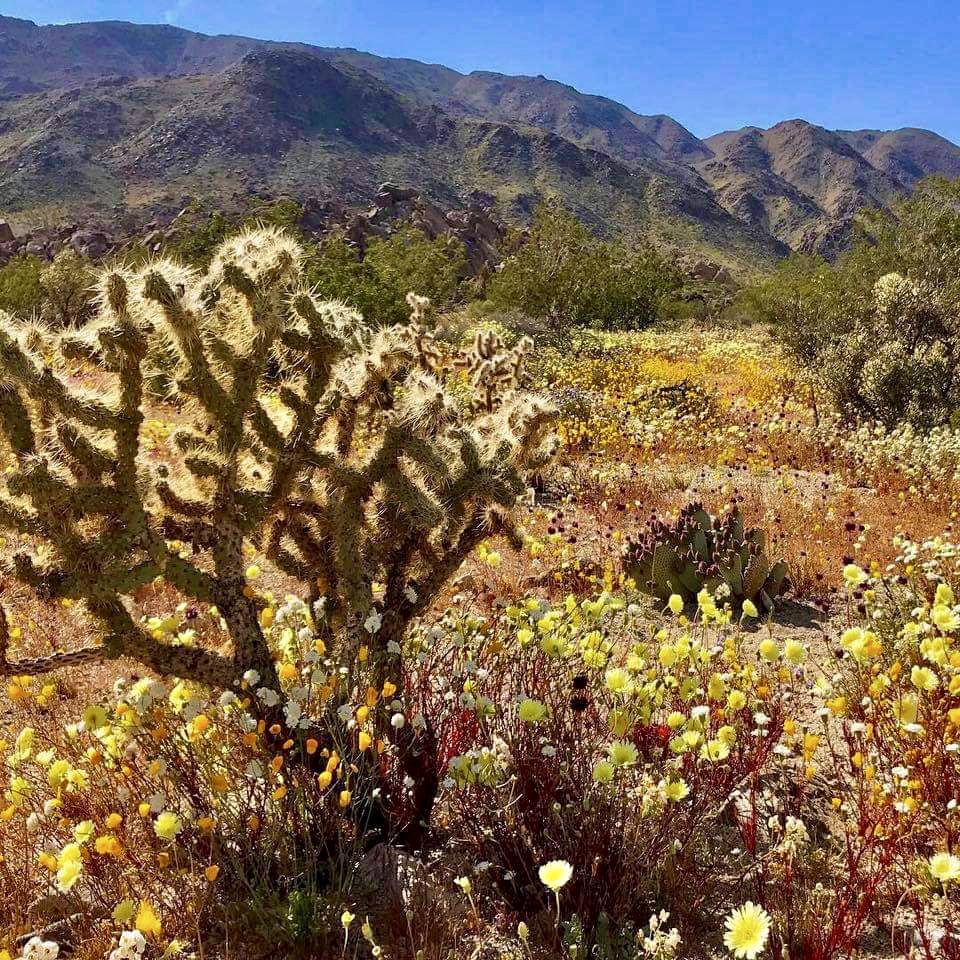 A Joshua Tree surrounded by bright yellow poppies and daisies.