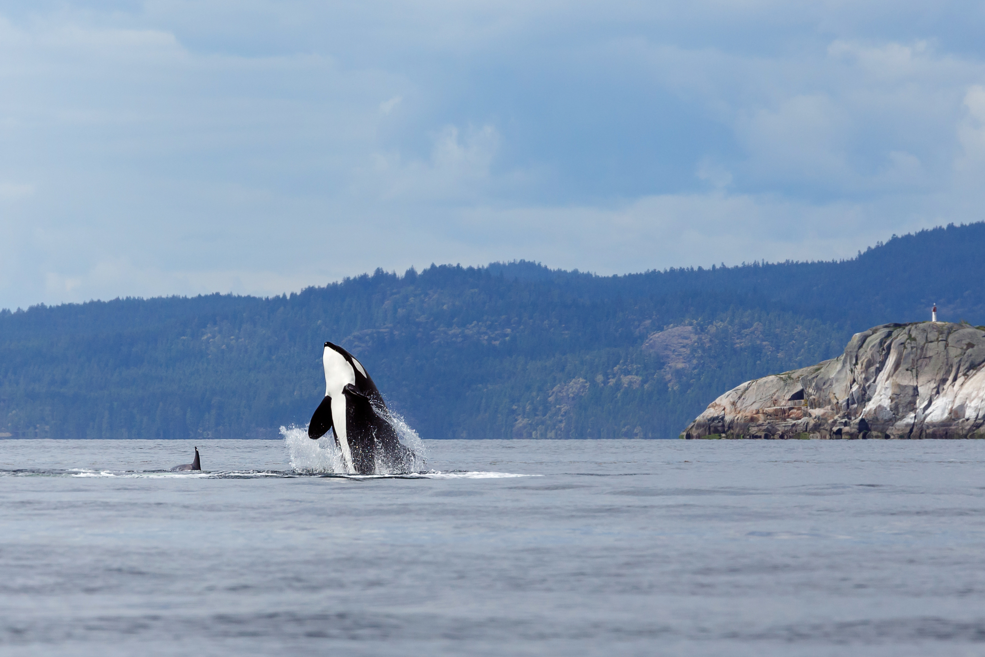 An Orca jumps out of the water.